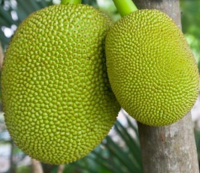 Darjeeling Planters Jackfruit Plant(Hybrid, Pack of 1)