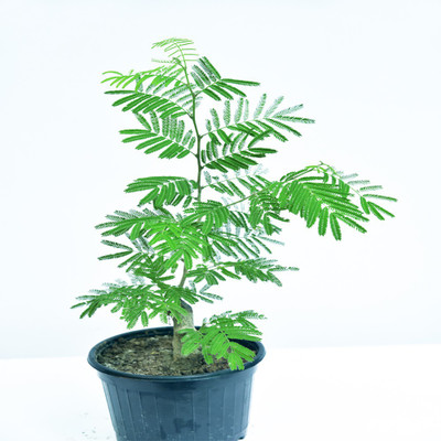 PRAJAPATNURSERY Shami/Jand Plant(Pack of 1)