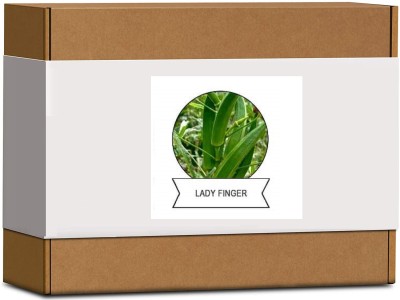 CYBEXIS Organic Lady Finger,Okra Seeds1600 Seeds Seed(1600 per packet)