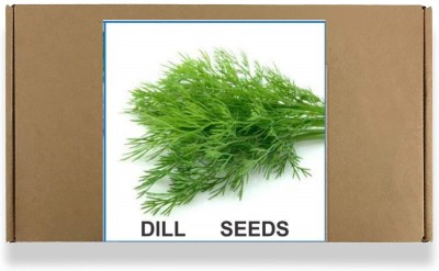 CYBEXIS Heirloom Dill Seeds2800 Seeds Seed(2800 per packet)