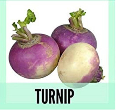 CYBEXIS Organic Turnip Seeds2000 Seeds Seed(2000 per packet)