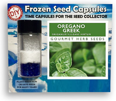 CYBEXIS Oregano Greek700 Seeds Seed(700 per packet)