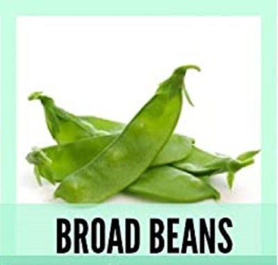 CYBEXIS Organic Broad Beans Seeds400 Seeds Seed(400 per packet)