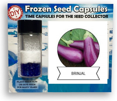 CYBEXIS Brinjal Purple1200 Seeds Seed(1200 per packet)