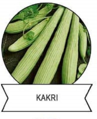 CYBEXIS F1 Hybrid Kakri,Long Melon Seeds500 Seeds Seed(500 per packet)