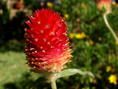 XOLDA Gomphrena Red Hybrid Seed(40 per packet)