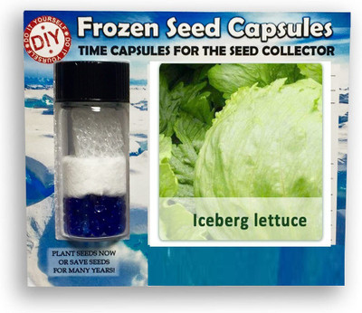 CYBEXIS Iceburg Lettuce2000 Seeds Seed(2000 per packet)