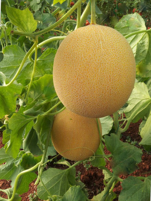 Paudha MuskMelon Hybrid Seed(11 per packet)