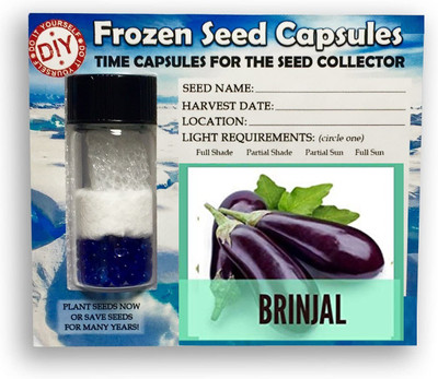CYBEXIS Purple Long Brinjal2400 Seeds Seed(2400 per packet)