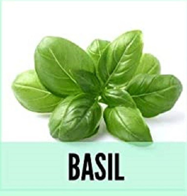 CYBEXIS Organic Sweet Basil Seeds2000 Seeds Seed(2000 per packet)