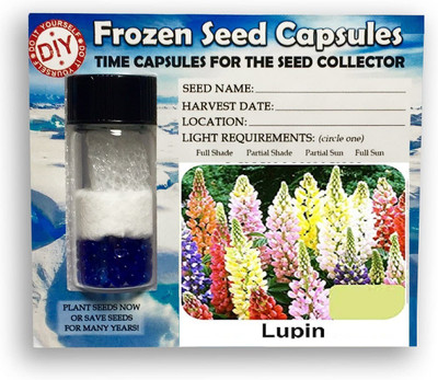 CYBEXIS Lupin100 Seeds Seed(100 per packet)