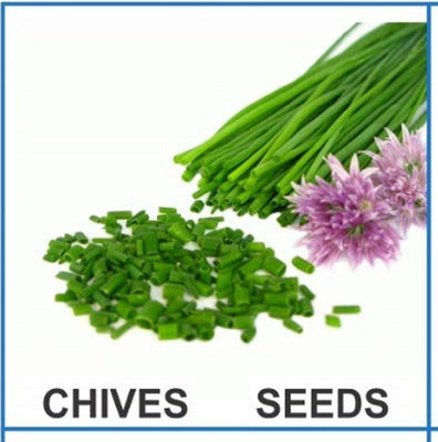 CYBEXIS Heirloom Chives Seeds2800 Seeds Seed(2800 per packet)