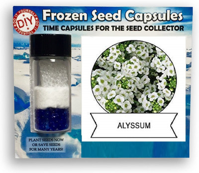 CYBEXIS Alyssum400 Seeds Seed(400 per packet)
