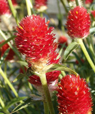 XOLDA Gomphrena Red Hybrid Seed(45 per packet)