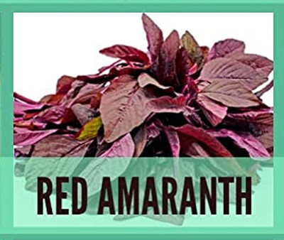 CYBEXIS Organic Red Amaranth Seeds4000 Seeds Seed(4000 per packet)