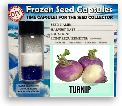CYBEXIS Turnip Purple Top2000 Seeds Seed(2000 per packet)