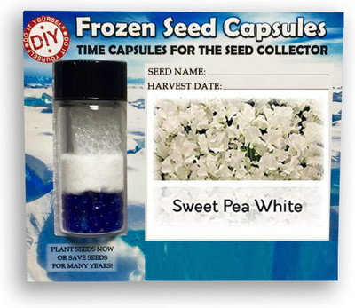 CYBEXIS Sweet Pea White200 Seeds Seed(200 per packet)