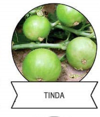 CYBEXIS F1 Hybrid Tinda,Round Gourd Seeds800 Seeds Seed(800 per packet)