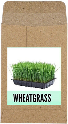 CYBEXIS Hybrid Wheatgrass Seeds1400 Seeds Seed(1400 per packet)