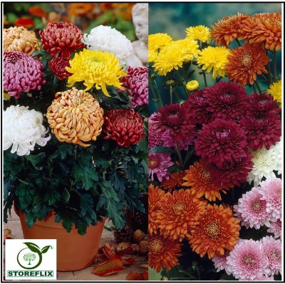 STOREFLIX chrysanthemum Seed(30 per packet)