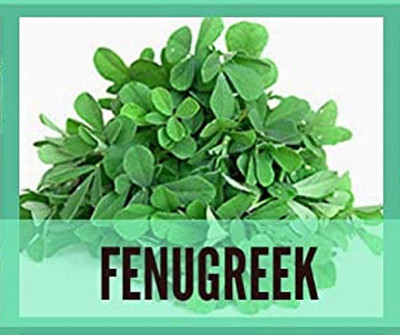 CYBEXIS Organic Fenugreek Seeds2800 Seeds Seed(2800 per packet)