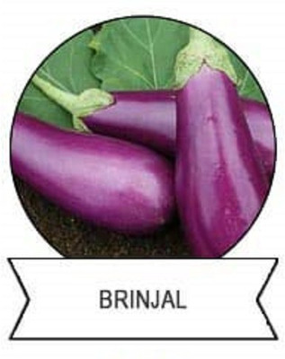 CYBEXIS F1 Hybrid Purple Brinjal Seeds600 Seeds Seed(600 per packet)