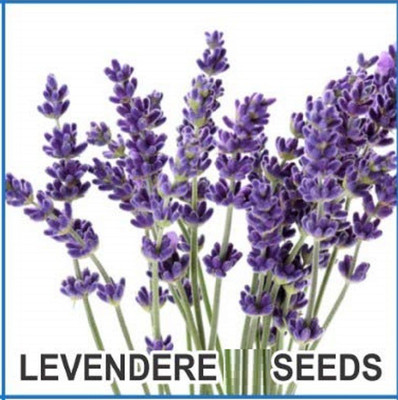 CYBEXIS Heirloom Lavander Seeds-100 Seeds Seed(100 per packet)
