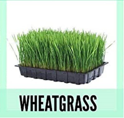 CYBEXIS Organic Wheatgrass Seeds2800 Seeds Seed(2800 per packet)
