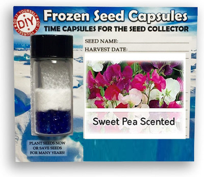 CYBEXIS Sweet Pea Scented-50 Seeds Seed(50 per packet)