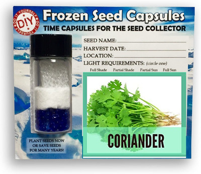 CYBEXIS Dhania,Coriander2800 Seeds Seed(2800 per packet)