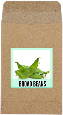 CYBEXIS Hybrid Broad Beans Seeds800 Seeds Seed(800 per packet)