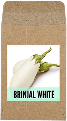 CYBEXIS Hybrid Brinjal White Seeds600 Seeds Seed(600 per packet)