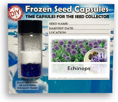 CYBEXIS Echinops400 Seeds Seed(400 per packet)
