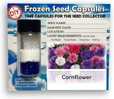 Qualtivate ™ Cornflower Frozen Seeds Time Capsule(100 Seeds) Seed(100 per packet)