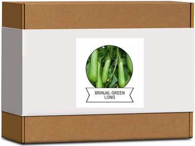CYBEXIS Organic Brinjal Green Long Seeds600 Seeds Seed(600 per packet)
