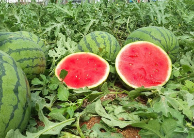 XOLDA WaterMelon Hybrid Seed(41 per packet)