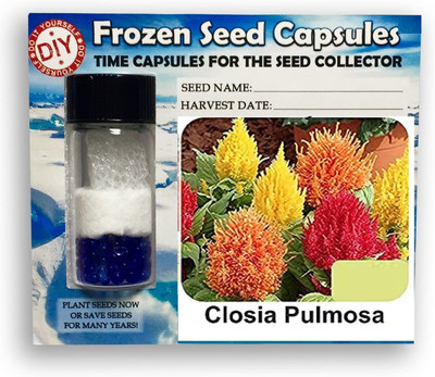 CYBEXIS Closia200 Seeds Seed(200 per packet)