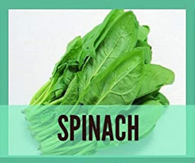 CYBEXIS Organic Spinach Seeds4000 Seeds Seed(4000 per packet)