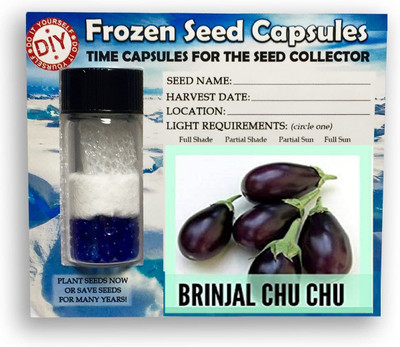 CYBEXIS Brinjal Chu Chu,Baingan1200 Seeds Seed(1200 per packet)