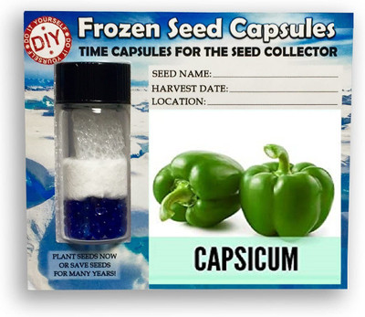 CYBEXIS Green Capsicum,Shimla Mirch1200 Seeds Seed(1200 per packet)