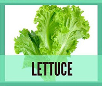 CYBEXIS Organic Lettuce Seeds2000 Seeds Seed(2000 per packet)