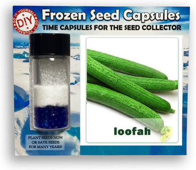 CYBEXIS Sponge Gourd,Torai-100 Seeds Seed(100 per packet)