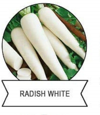 CYBEXIS F1 Hybrid Radish White Seeds1200 Seeds Seed(1200 per packet)