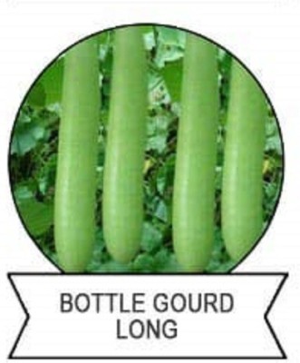 CYBEXIS F1 Hybrid Bottle Gourd Long Seeds400 Seeds Seed(400 per packet)