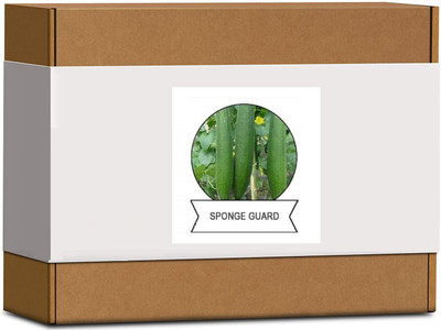 CYBEXIS Organic Sponge Gourd Seeds-100 Seeds Seed(100 per packet)