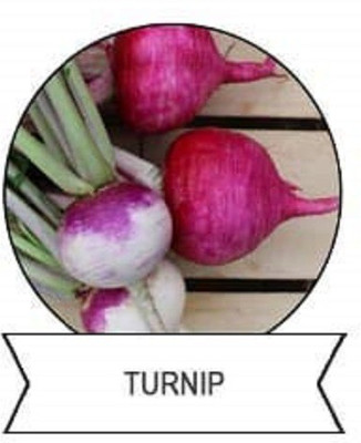 CYBEXIS F1 Hybrid Purple Top Turnip Seeds2000 Seeds Seed(2000 per packet)