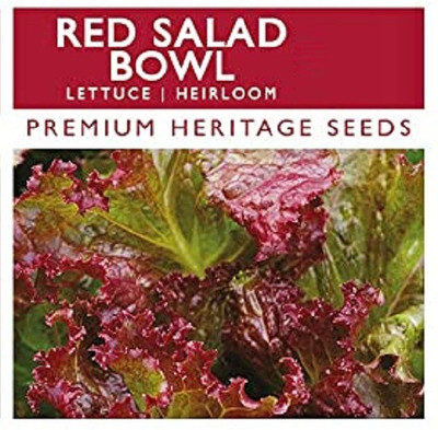 CYBEXIS Organic Red Salad Bowl Lettuce seeds Seeds2000 Seeds Seed(2000 per packet)