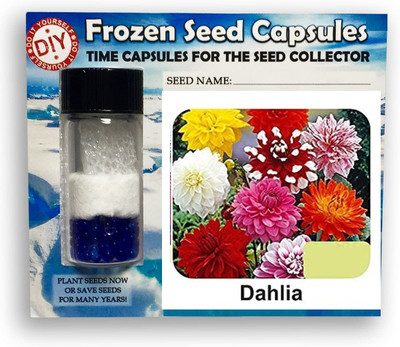 Qualtivate ™ Dahlia Frozen Seeds Time Capsule(50 Seeds) Seed(50 per packet)