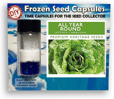 CYBEXIS All Year Round Lettuce2000 Seeds Seed(2000 per packet)