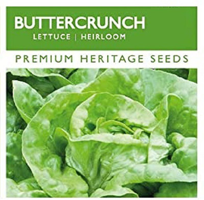 CYBEXIS Organic Buttercrunch Lettuce Seeds Seeds1000 Seeds Seed(1000 per packet)